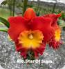 Rlc. Star of Siam